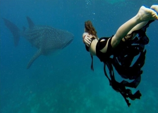 Snorkel con tiburon ballena